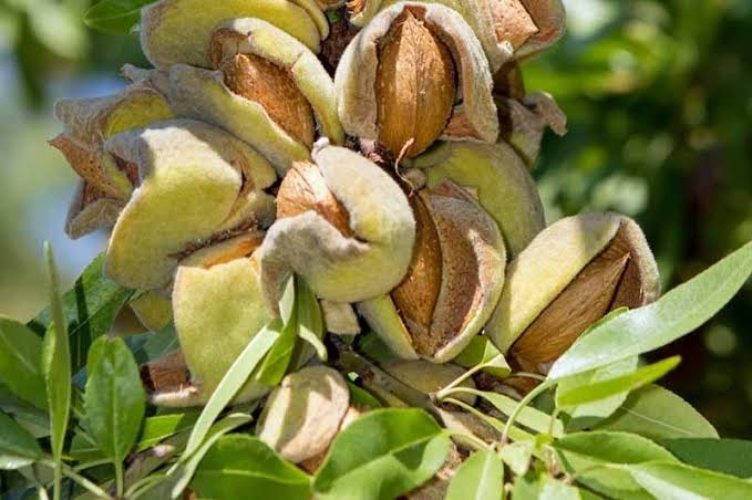 Almond Plant Grafted
