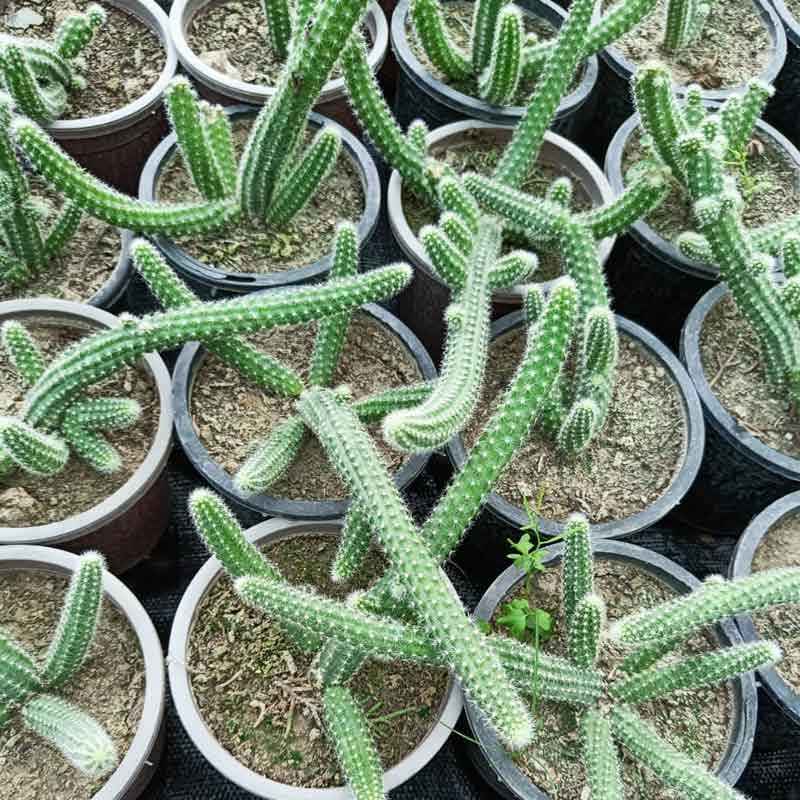 Echinopsis Chamaecereus - Peanut Cactus