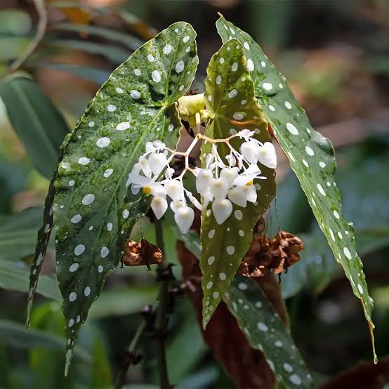 Polka Dot Begonia Plant