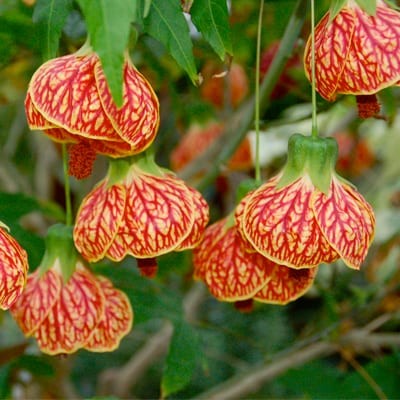 Abutilon | Chinese Lantern | Flowering Maple Plant