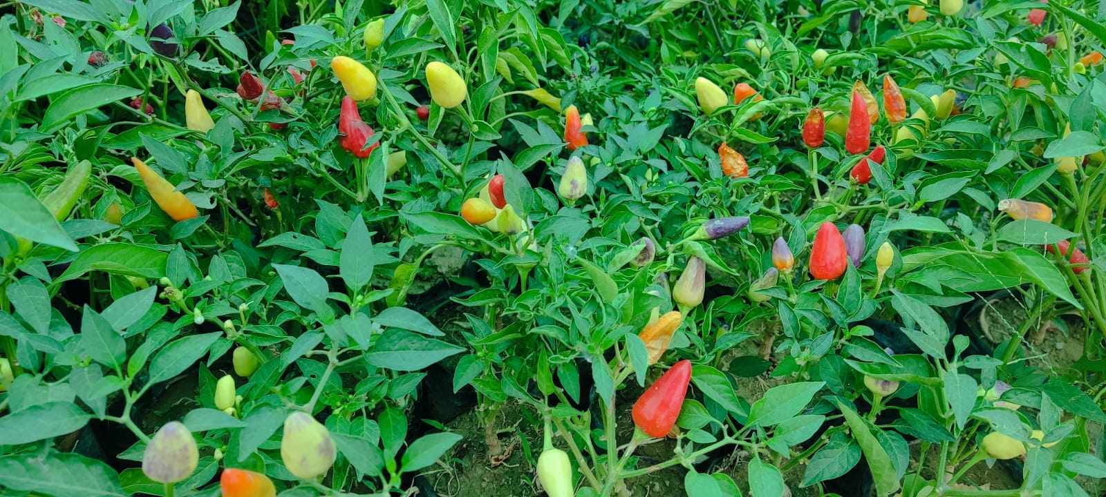 Ornamental Chilli Plant | Ornamental Pepper