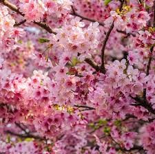 Himalayan Cherry Prunus