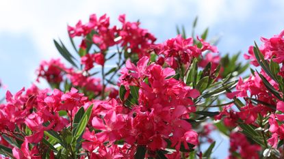 Oleander Plant