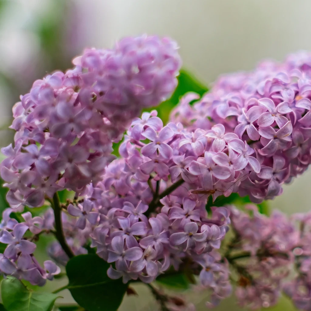 Syringa vulgaris (Common Lilac) – Premium Fragrant Flowering Garden Plant