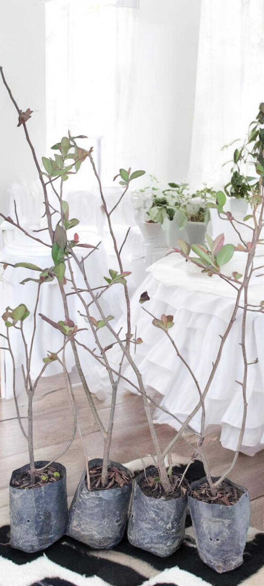 Japanese Flowering Quince Plant