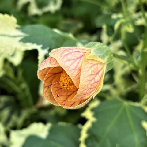 Variegated Abutilon | Chinese Lantern | Flowering Maple Plant