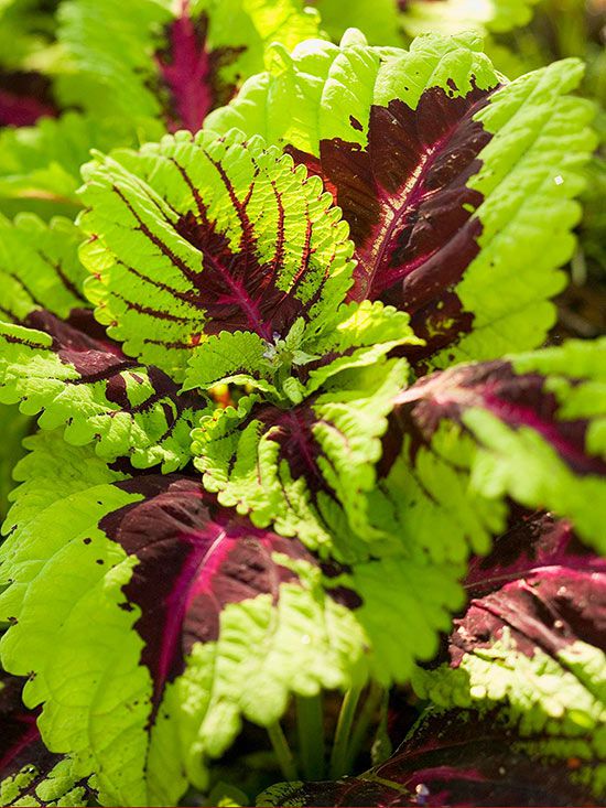 Coleus Plant